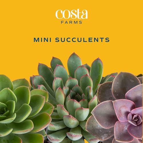 Costa Farms Live Succulent Plants (12-Pack), Mini Succulent Assortment Potted in Nursery Plant Pots, Grower's Choice Indoor Houseplants, Bulk Gift for Baby Shower, Wedding, Party, 2-Inches Tall - Image 2
