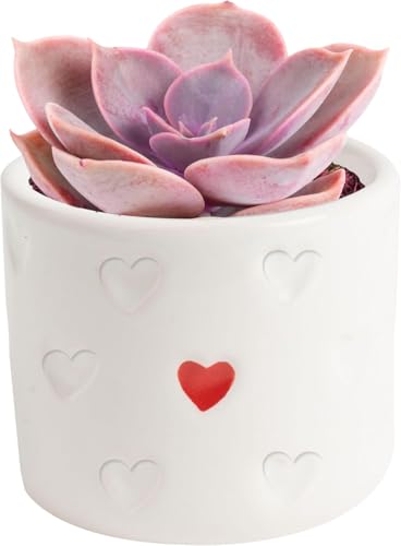 Costa Farms Live Succulent Plants (12-Pack), Mini Succulent Assortment Potted in Nursery Plant Pots, Grower's Choice Indoor Houseplants, Bulk Gift for Baby Shower, Wedding, Party, 2-Inches Tall - Image 1