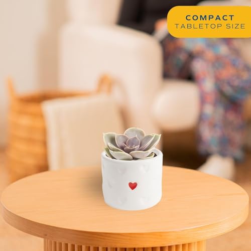 Costa Farms Live Succulent Plants (12-Pack), Mini Succulent Assortment Potted in Nursery Plant Pots, Grower's Choice Indoor Houseplants, Bulk Gift for Baby Shower, Wedding, Party, 2-Inches Tall - Image 4