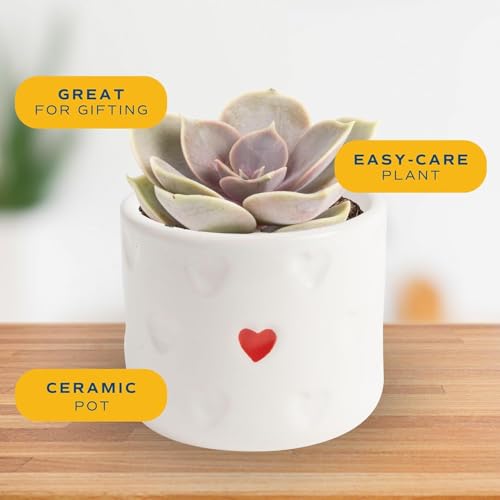 Costa Farms Live Succulent Plants (12-Pack), Mini Succulent Assortment Potted in Nursery Plant Pots, Grower's Choice Indoor Houseplants, Bulk Gift for Baby Shower, Wedding, Party, 2-Inches Tall - Image 3