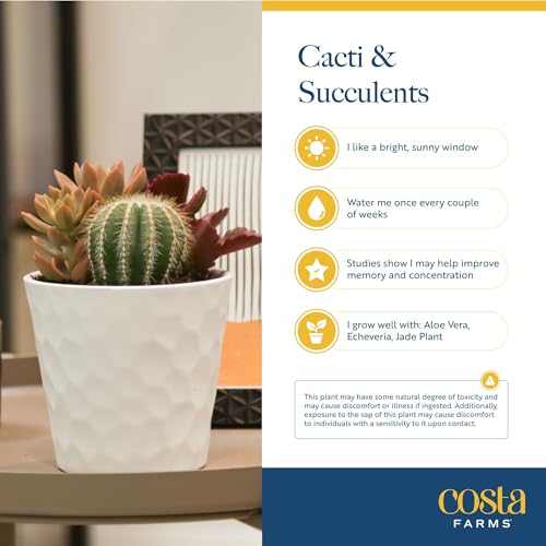Costa Farms Live Succulent Plants (12-Pack), Mini Succulent Assortment Potted in Nursery Plant Pots, Grower's Choice Indoor Houseplants, Bulk Gift for Baby Shower, Wedding, Party, 2-Inches Tall - Image 5