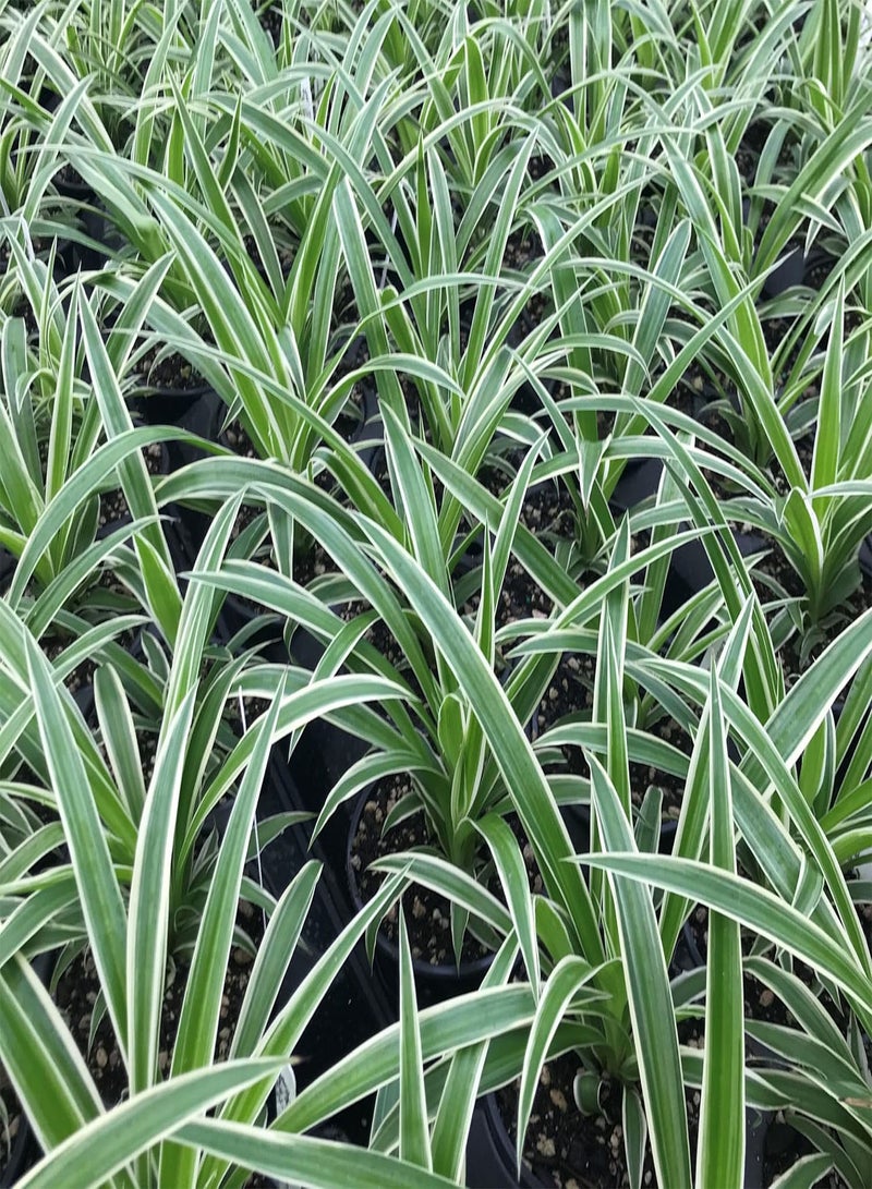 GGOOT Spider Plant - Chlorophytum Ocean in 6cm Pot - Mini Indoor Plant - Compact Evergreen Perennial (2 Plants) - Image 3