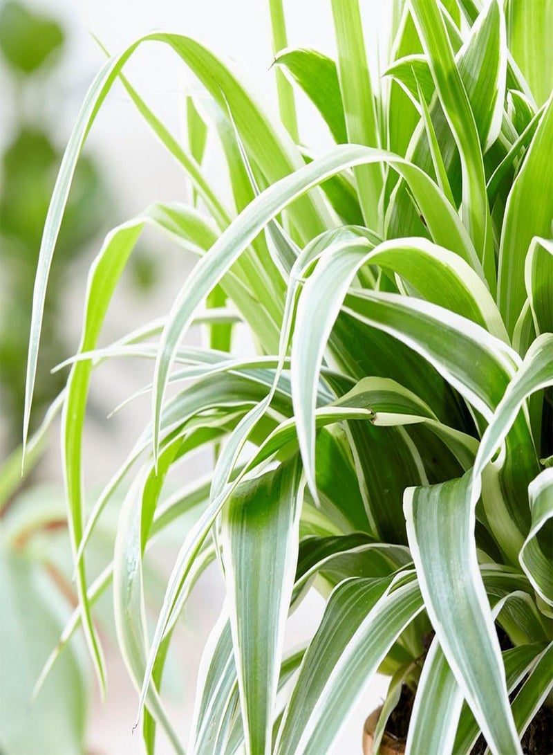 GGOOT Spider Plant - Chlorophytum Ocean in 6cm Pot - Mini Indoor Plant - Compact Evergreen Perennial (2 Plants) - Image 4