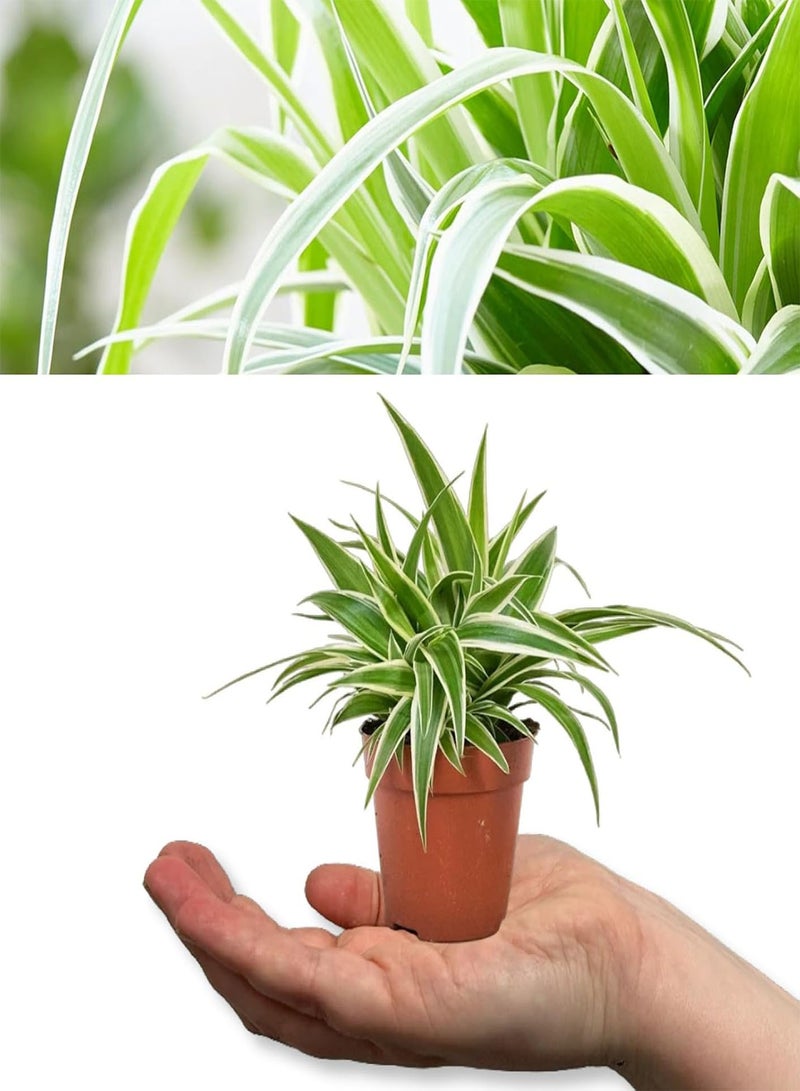 GGOOT Spider Plant - Chlorophytum Ocean in 6cm Pot - Mini Indoor Plant - Compact Evergreen Perennial (2 Plants) - Image 1