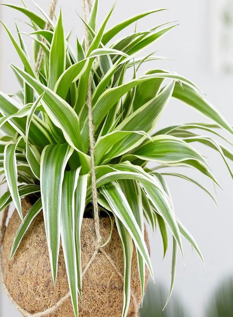 GGOOT Spider Plant - Chlorophytum Ocean in 6cm Pot - Mini Indoor Plant - Compact Evergreen Perennial (2 Plants) - Image 5