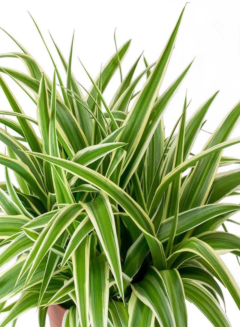 GGOOT Spider Plant - Chlorophytum Ocean in 6cm Pot - Mini Indoor Plant - Compact Evergreen Perennial (2 Plants) - Image 2