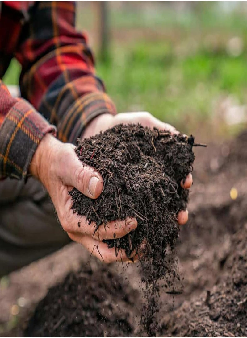 GGOOT - 20 x Strawberry 'Cambridge Favourite' Bare Roots - with Free Spent Mushroom Compost Complement - Grow Your Own Strawberries - Image 1