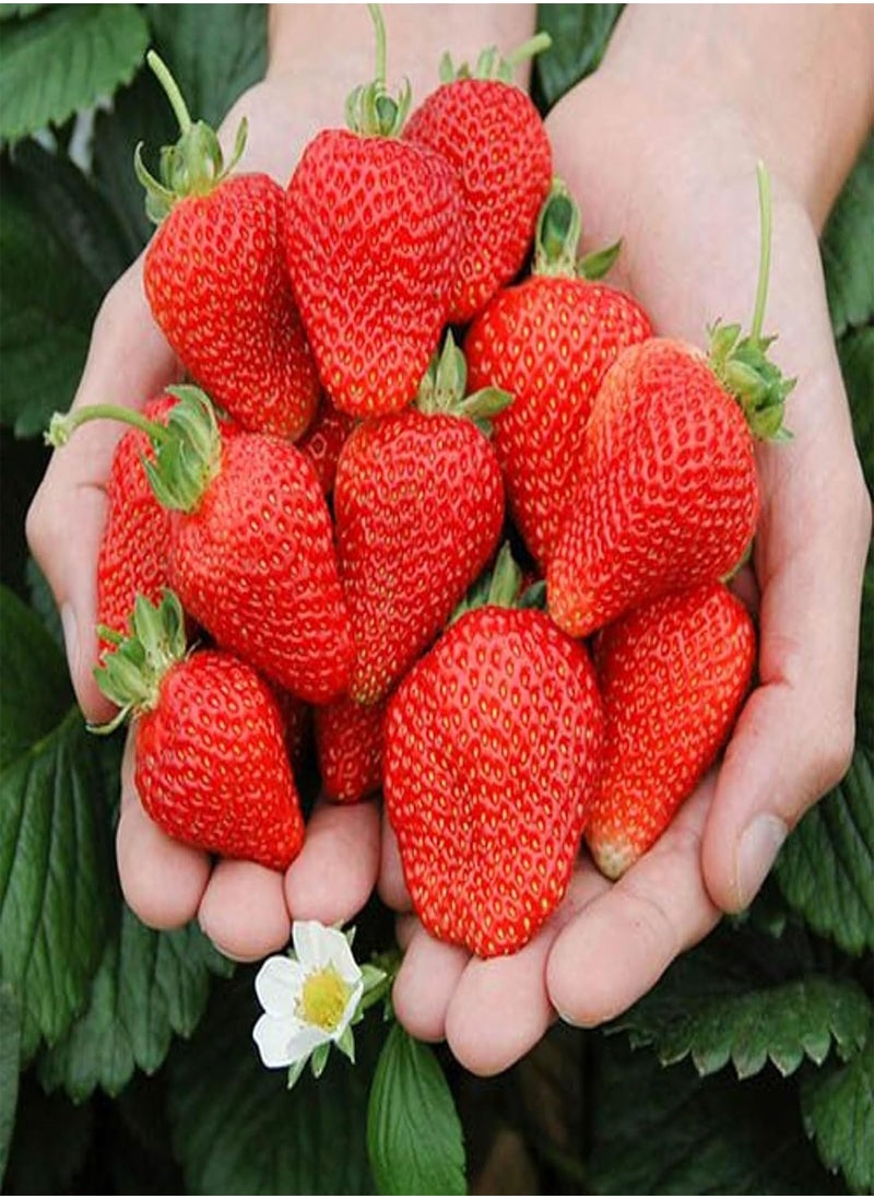 GGOOT - 20 x Strawberry 'Cambridge Favourite' Bare Roots - with Free Spent Mushroom Compost Complement - Grow Your Own Strawberries - Image 1