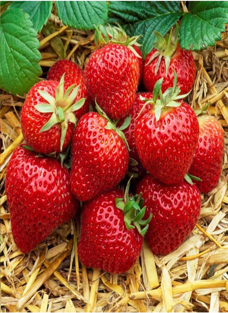 GGOOT - 20 x Strawberry 'Cambridge Favourite' Bare Roots - with Free Spent Mushroom Compost Complement - Grow Your Own Strawberries - Image 1