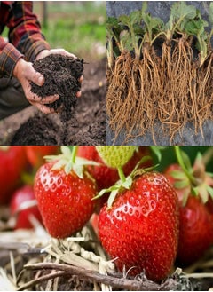20 x Strawberry 'Cambridge Favourite' Bare Roots - with Free Spent Mushroom Compost Complement - Grow Your Own Strawberries
