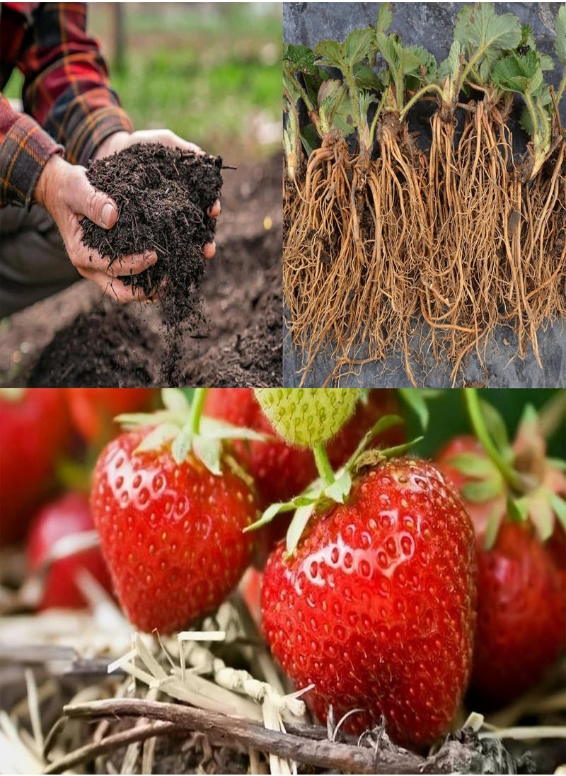GGOOT - 20 x Strawberry 'Cambridge Favourite' Bare Roots - with Free Spent Mushroom Compost Complement - Grow Your Own Strawberries - Image 1