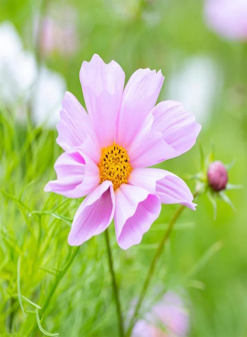 GGOOT 20 Seeds Oceanic Splendor Cosmos Seashells Mixed Seeds - Image 1