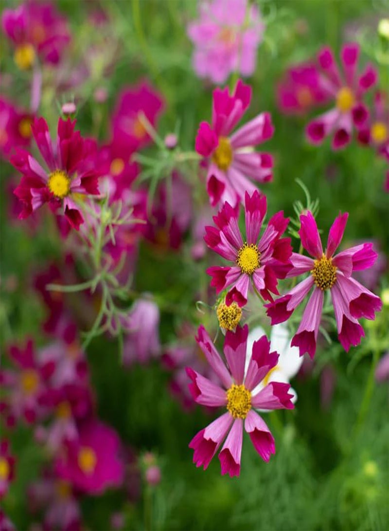 GGOOT 20 Seeds Oceanic Splendor Cosmos Seashells Mixed Seeds - Image 5