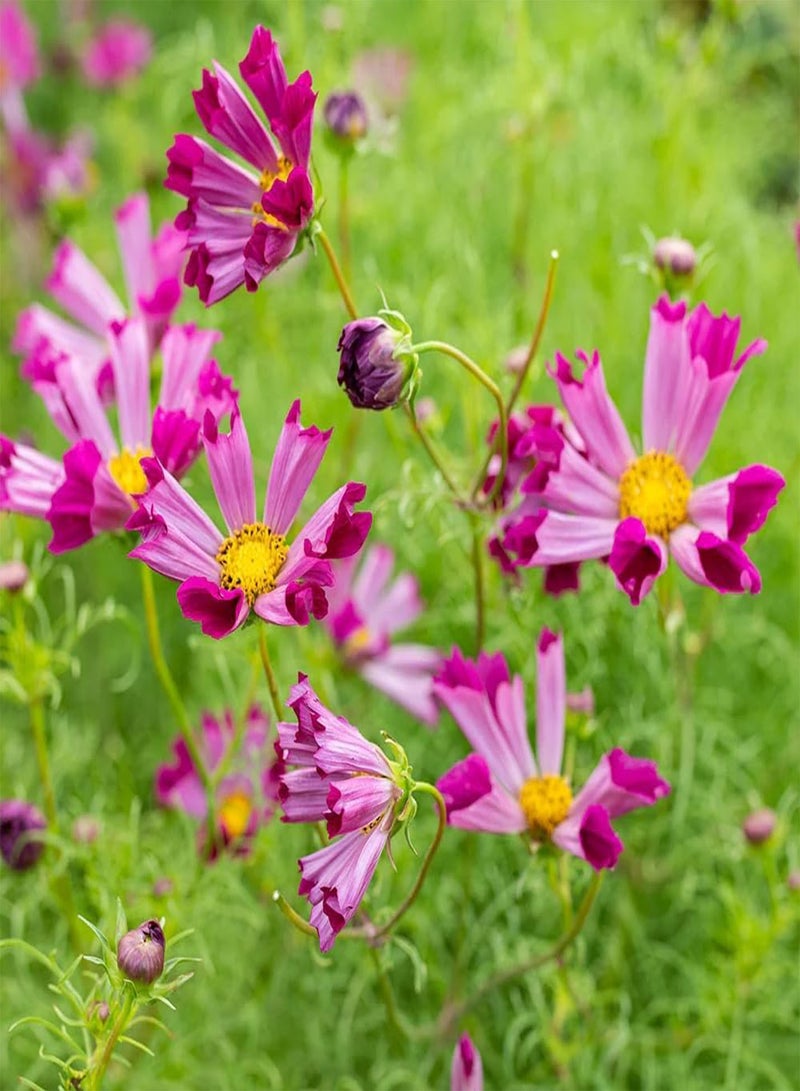 GGOOT 20 Seeds Oceanic Splendor Cosmos Seashells Mixed Seeds - Image 2