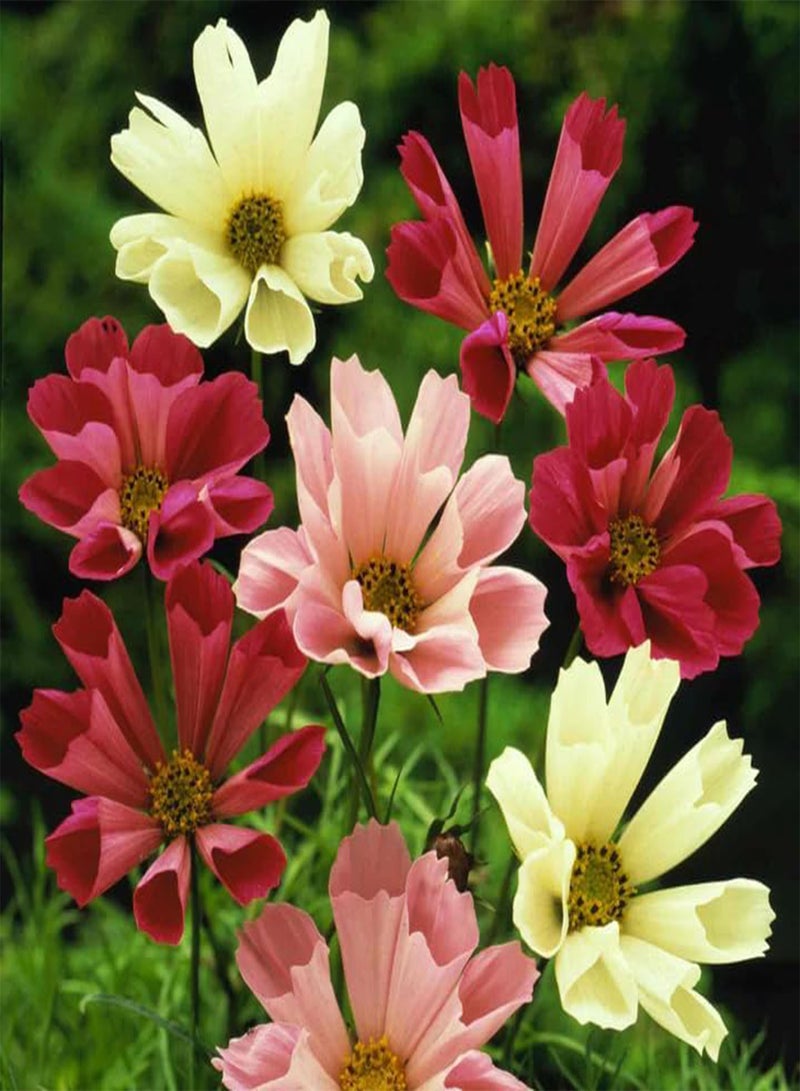 GGOOT 20 Seeds Oceanic Splendor Cosmos Seashells Mixed Seeds - Image 4
