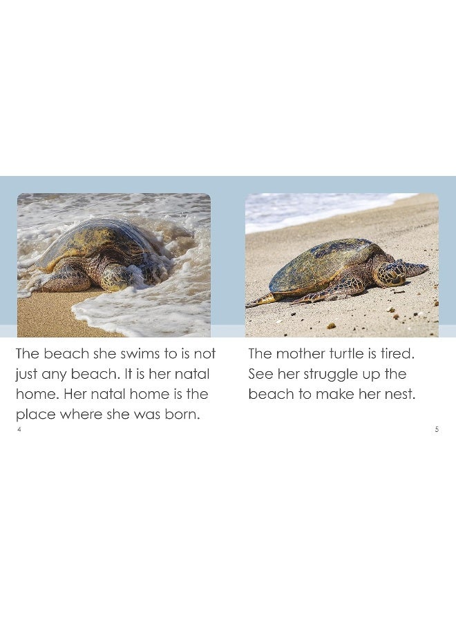 The life cycle of a turtle - Image 3