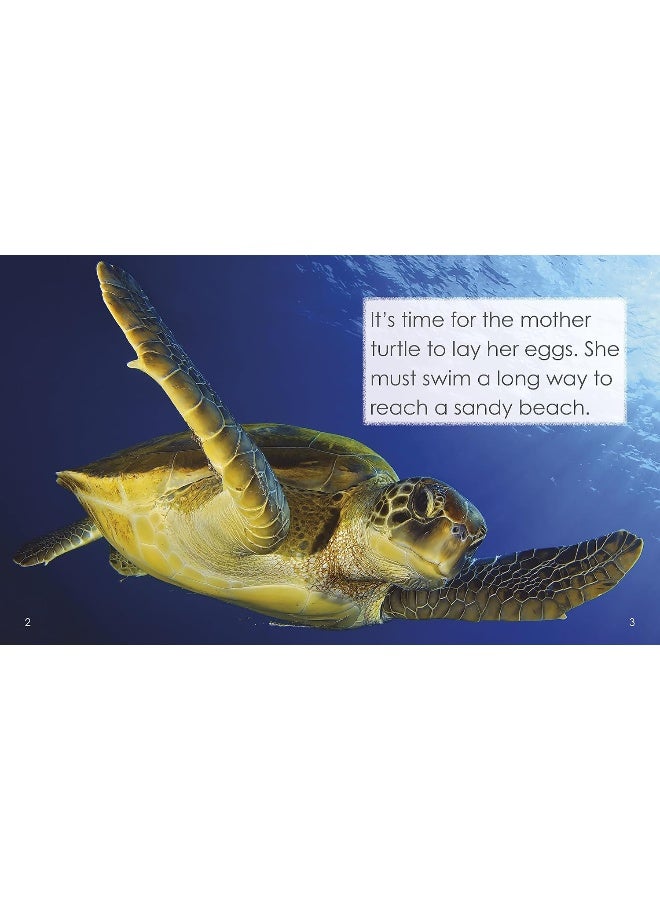 The life cycle of a turtle - Image 2