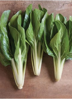 Swiss Chard Barese 4277 (Green) 200 Non-GMO, Open Pollinated Seeds