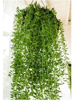 3OUD Plant House String Of Bananas 