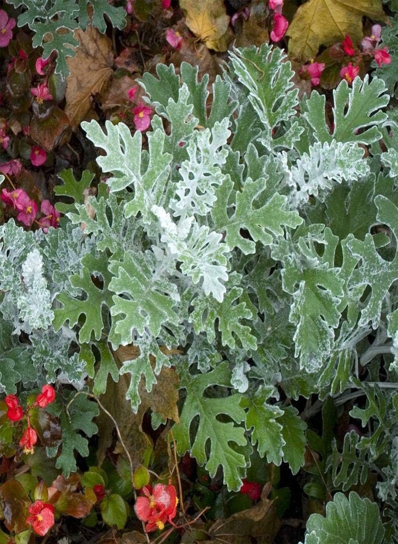 جي جوت بذور زهرة سينيريا سيلفر داست - جاكوبيا ماريتيما "سيلفر داست"، المعروفة أيضًا باسم داستي ميلر أو سيلفر راجوورت، للزراعة في حديقة المنزل باستخدام مشعل ثقيل، 500 بذرة