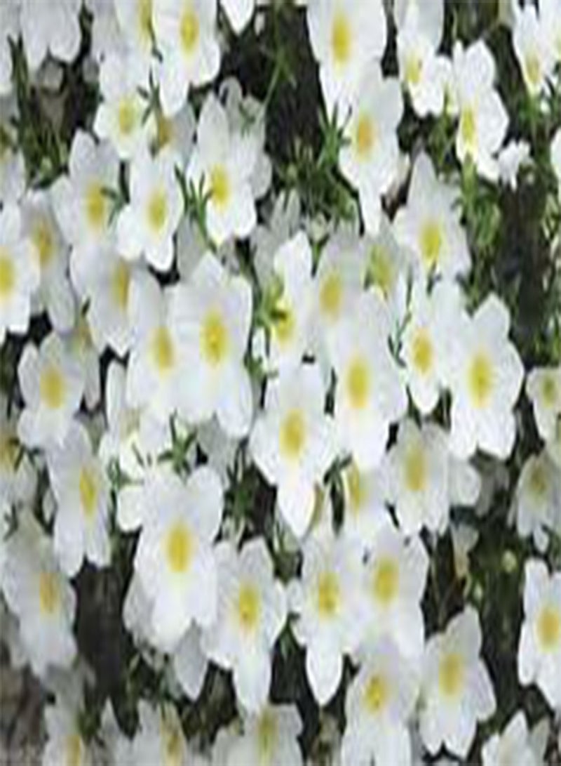 GGOOT Seeds 50 Cup Flowers Seeds   White Robe (Nierembergia Hippomanica): Only Seeds - Image 1