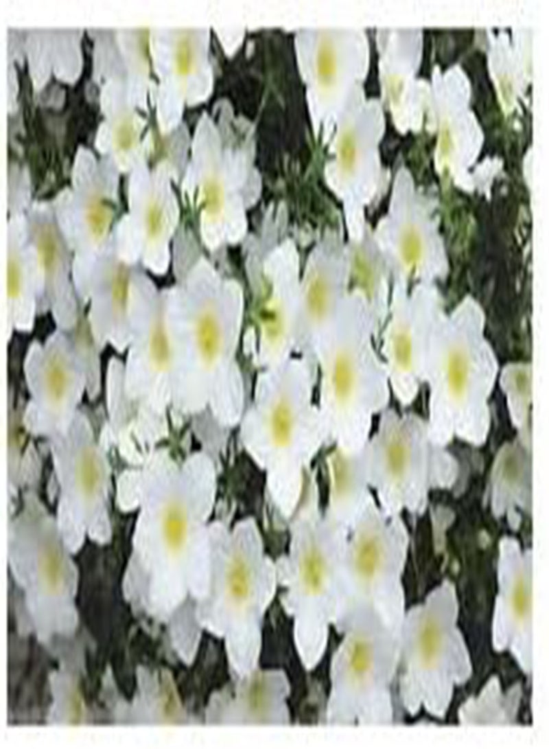 GGOOT Seeds 50 Cup Flowers Seeds   White Robe (Nierembergia Hippomanica): Only Seeds - Image 2