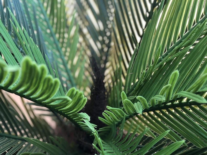 AMERIQUE Pair AMERIQUE Gorgeous 3 Feet Cycas Revoluta Sago Palm Tree with Nursery Pot Real Touch Technology  - Image 3