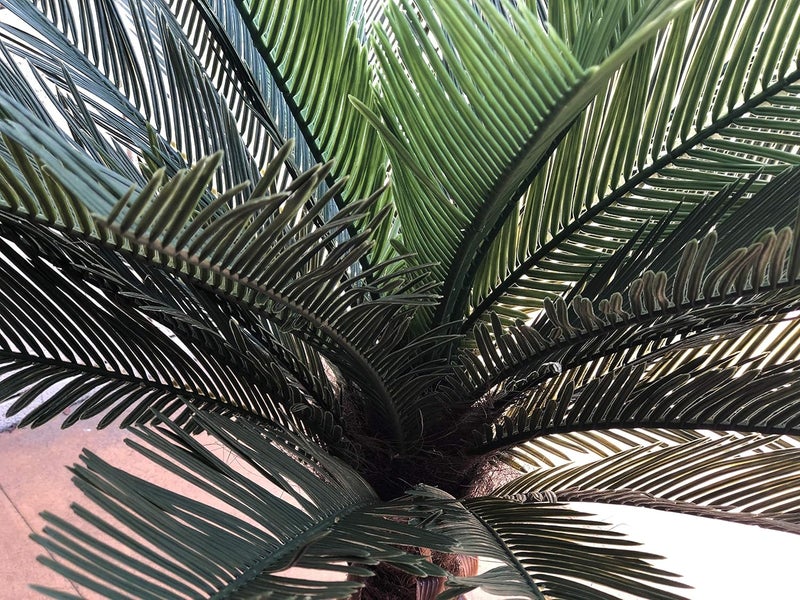 AMERIQUE Pair AMERIQUE Gorgeous 3 Feet Cycas Revoluta Sago Palm Tree with Nursery Pot Real Touch Technology  - Image 2