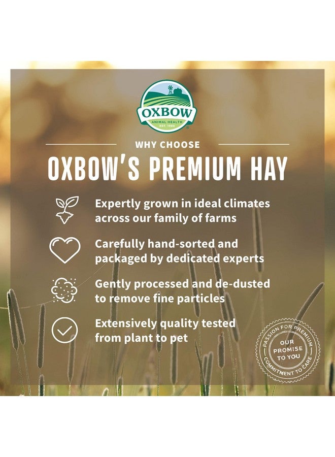 Oxbow Animal Health Organic Meadow Hay, Guinea Pig & Rabbit Hay, Small Pet Bunny Supplies, All Natural Grass for Guinea Pig, Bunny, Chinchilla & Hamster, Rabbit Supplies for Bunnies, 40 oz Bag - Image 2