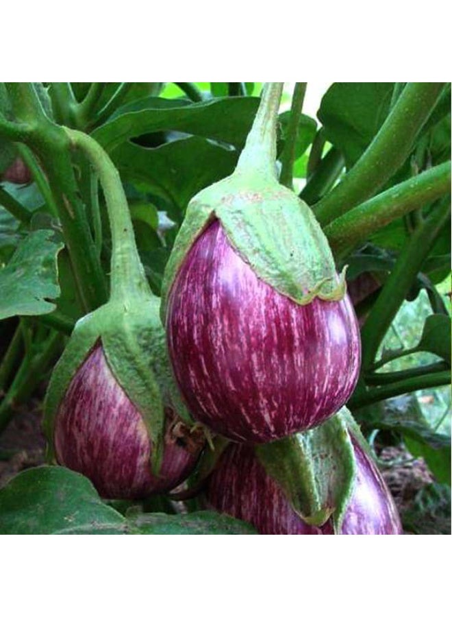 Brinjal CVK MK-124 Vegetable Seeds