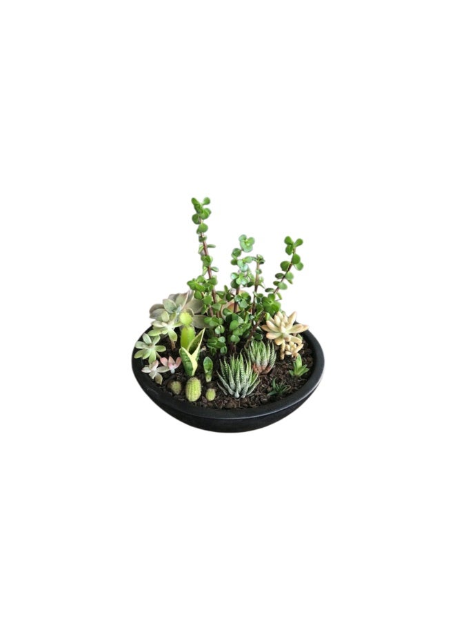 Trandy Flowers Everlasting Eden 
