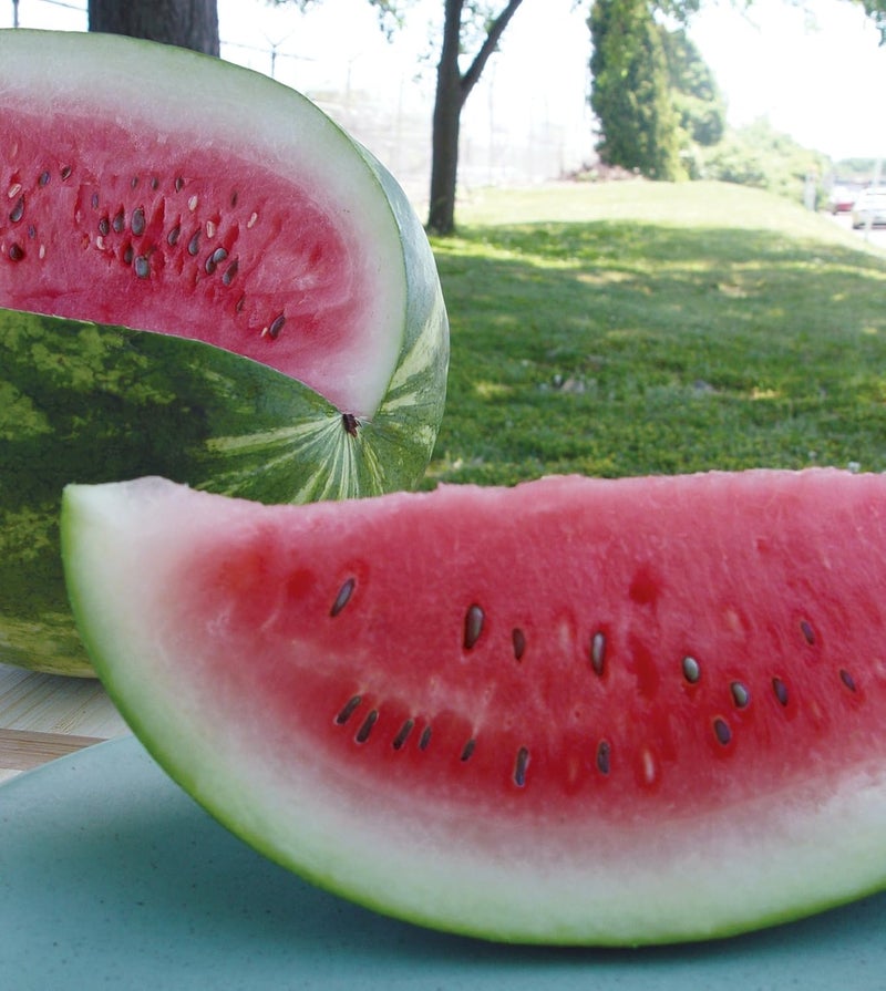 Burpee Congo Watermelon Seeds 70 seeds - Image 2