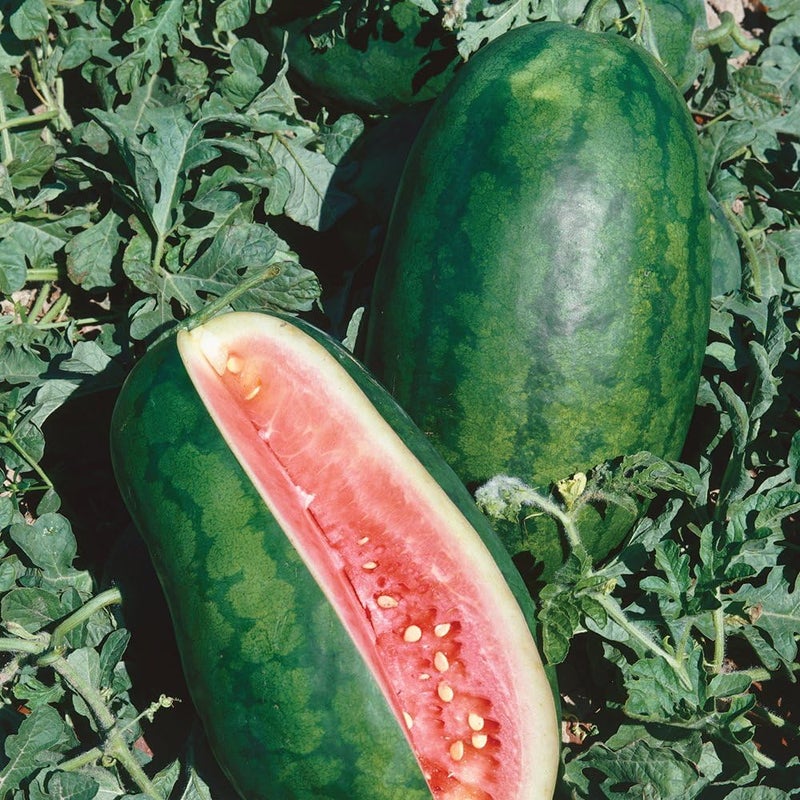 Burpee Congo Watermelon Seeds 70 seeds - Image 1