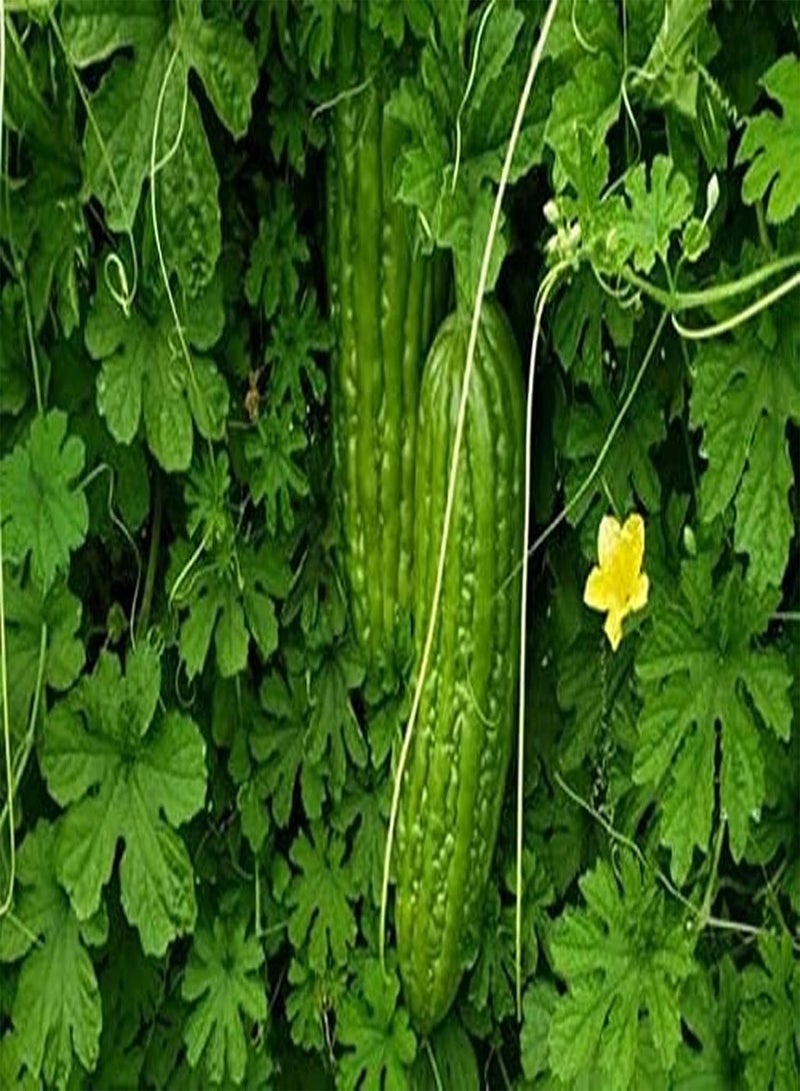 جي جوت 30 قطعة من منتجات Bitterkürbissamen Güne Merjährige Erbstück Gemüsesamen für die Außenterrasse Effizientes Pflanzen Einfach zu Hause zu pflegen - Image 2