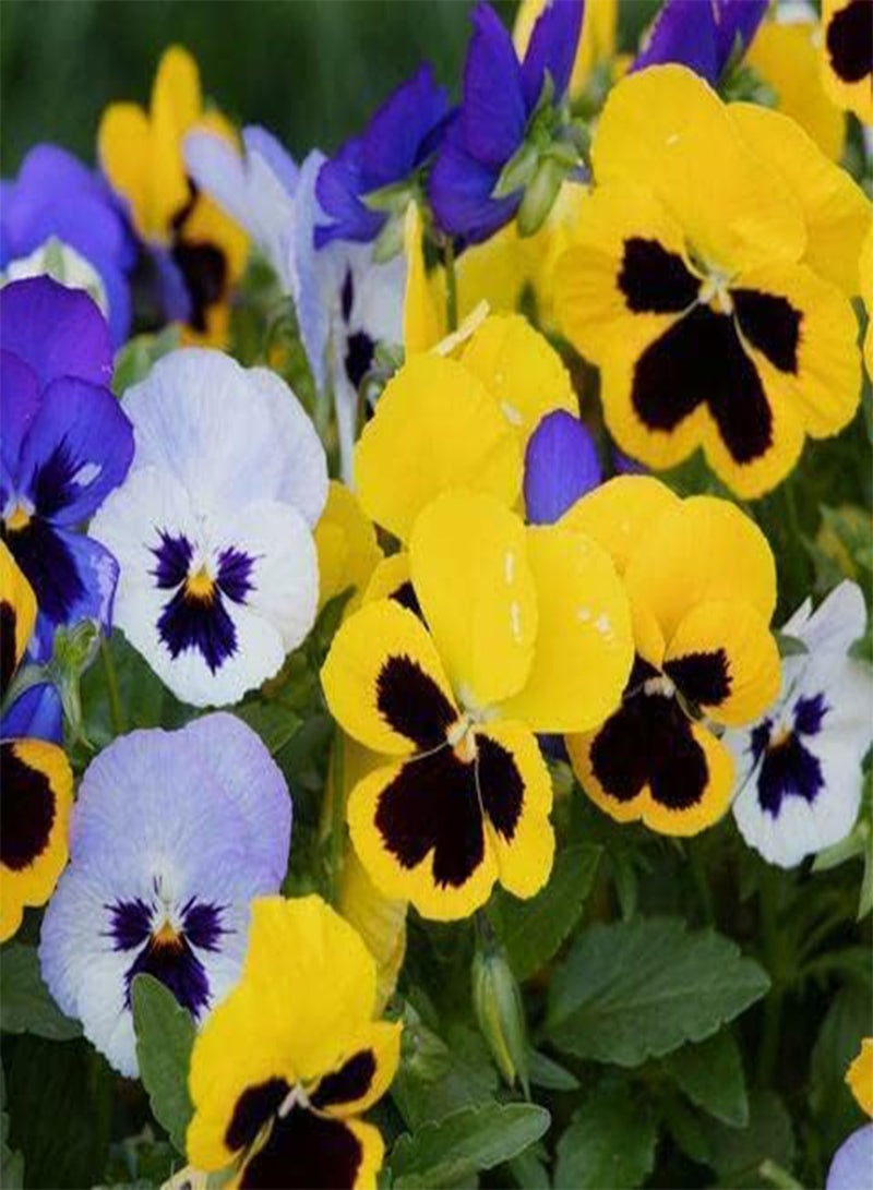 GGOOT 86 Seeds of Pansy Winter Flowering, Grow Your Own Colourful Pansies