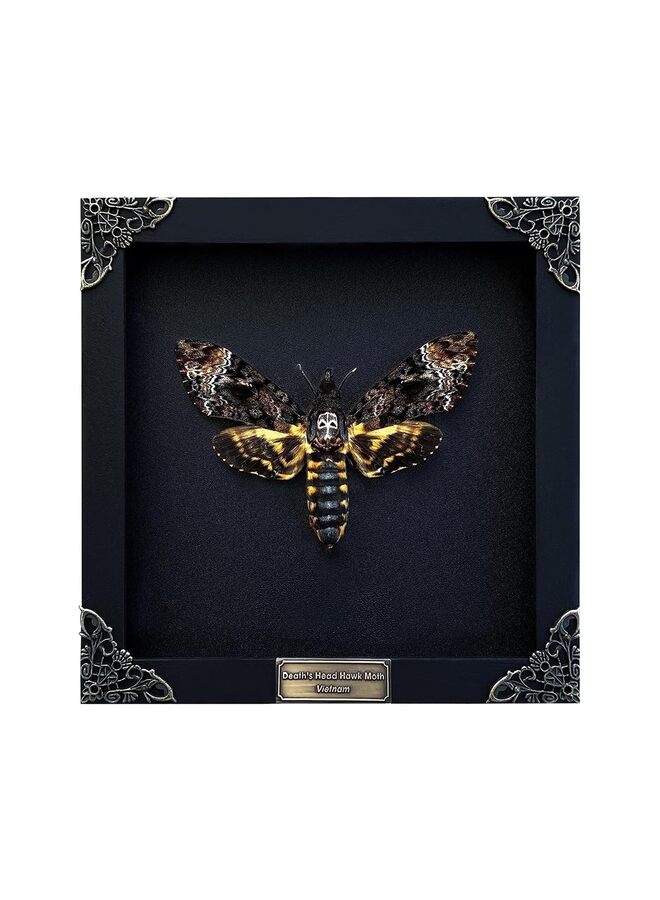 Real Death Head Moth Black Frame Skull Butterfly Handmade Shadow Box Insect Oddity Curiosities Unique Taxidermy Collectables Tabletop Wall Art Home Decor Living Gallery Bedroom K18-01-D  - Image 2