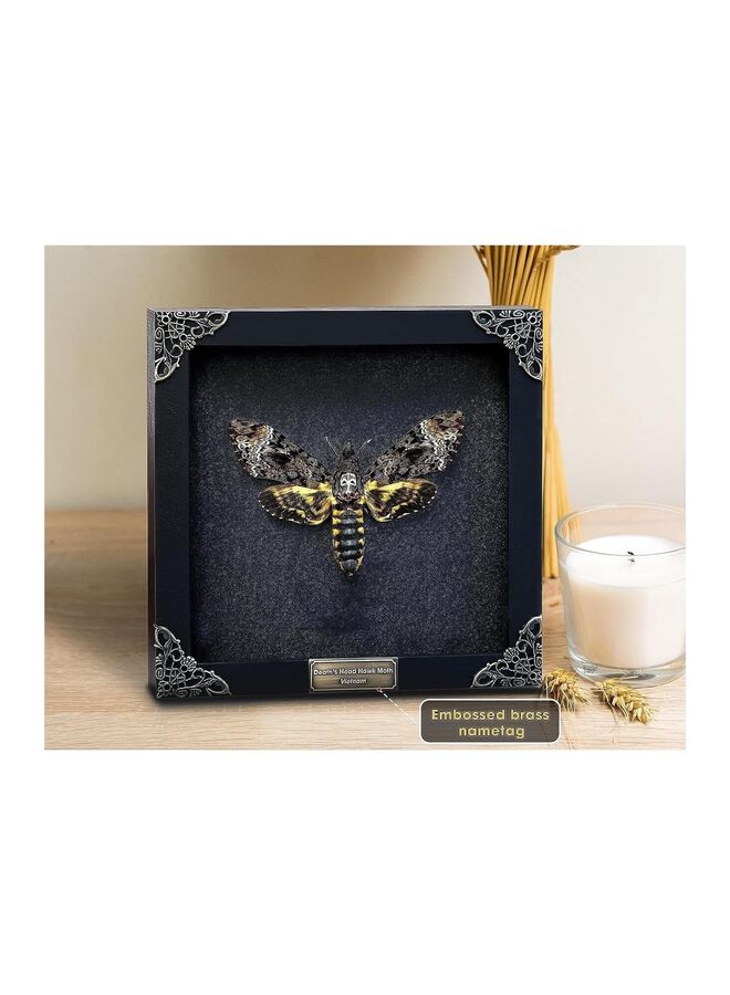 Real Death Head Moth Black Frame Skull Butterfly Handmade Shadow Box Insect Oddity Curiosities Unique Taxidermy Collectables Tabletop Wall Art Home Decor Living Gallery Bedroom K18-01-D  - Image 1