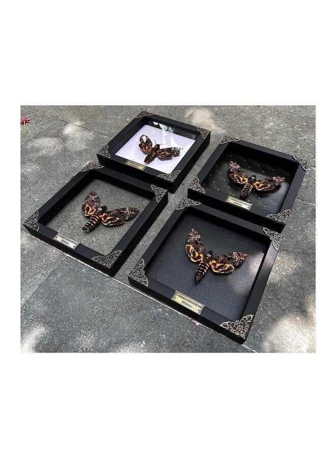 Real Death Head Moth Black Frame Skull Butterfly Handmade Shadow Box Insect Oddity Curiosities Unique Taxidermy Collectables Tabletop Wall Art Home Decor Living Gallery Bedroom K18-01-D  - Image 3