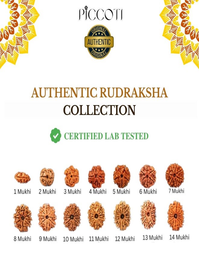 PICCOTI Original 7 Mukhi Nepali Rudraksha Locket | Rudraksha Locket with Silver Plated Caps for Godess Laxmi Blessings | 7 mukhi/faces - Image 5