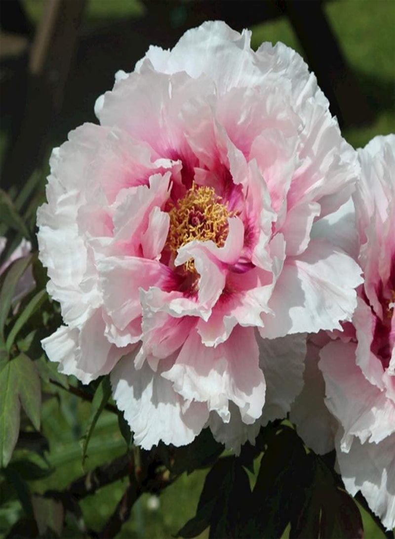 جي جوت بذور شجيرة الفاوانيا المعمرة Paeonia Suffruticosa، درنات للحديقة والمنزل والشرفة والأسوار وديكور الفناء والزهور ذات القيمة الزخرفية العالية - Image 3
