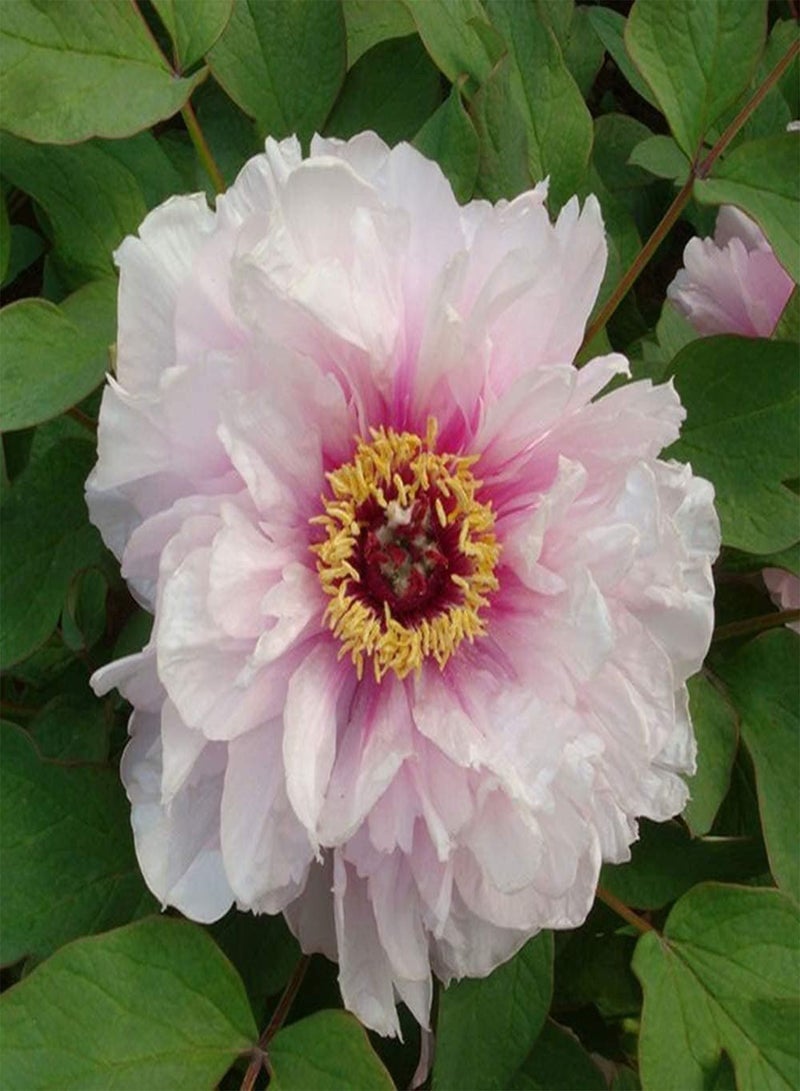 جي جوت بذور شجيرة الفاوانيا المعمرة Paeonia Suffruticosa، درنات للحديقة والمنزل والشرفة والأسوار وديكور الفناء والزهور ذات القيمة الزخرفية العالية - Image 2