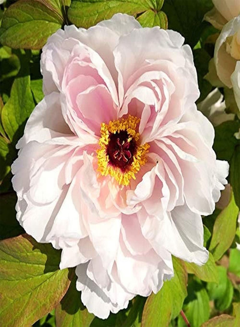 جي جوت بذور شجيرة الفاوانيا المعمرة Paeonia Suffruticosa، درنات للحديقة والمنزل والشرفة والأسوار وديكور الفناء والزهور ذات القيمة الزخرفية العالية - Image 1