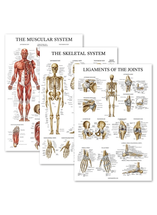 Palace Learning 3 Pack - Muscle Skeleton Ligaments of the Joints Anatomy Poster Set - Muscular and Skeletal System Anatomical Charts - Laminated 18 x 24  - Image 1