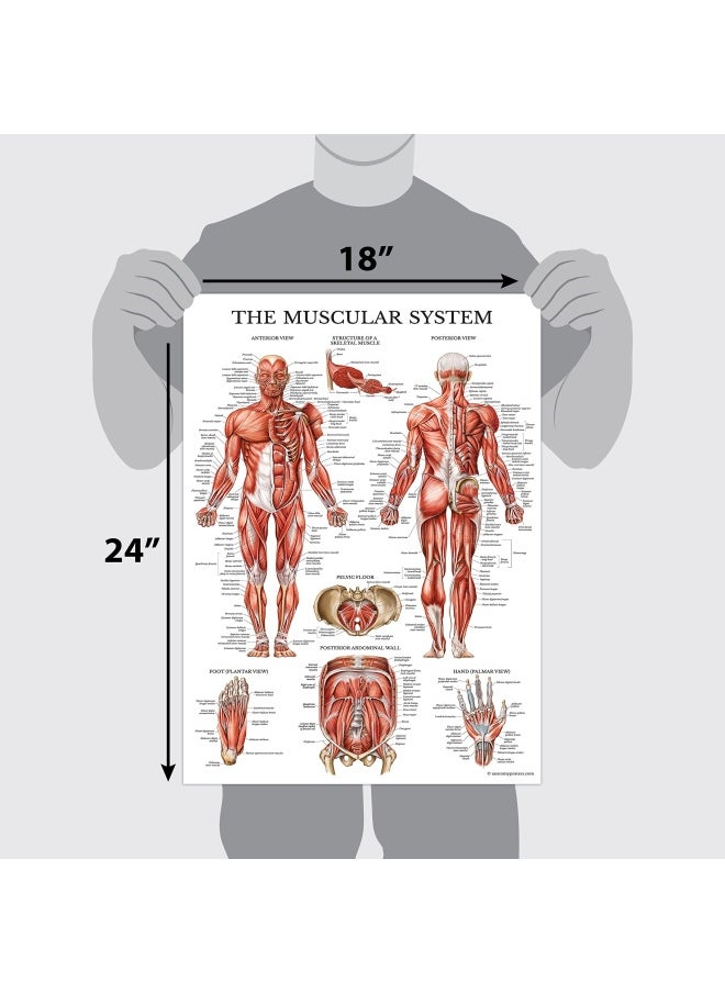 Palace Learning 3 Pack - Muscle Skeleton Ligaments of the Joints Anatomy Poster Set - Muscular and Skeletal System Anatomical Charts - Laminated 18 x 24  - Image 2