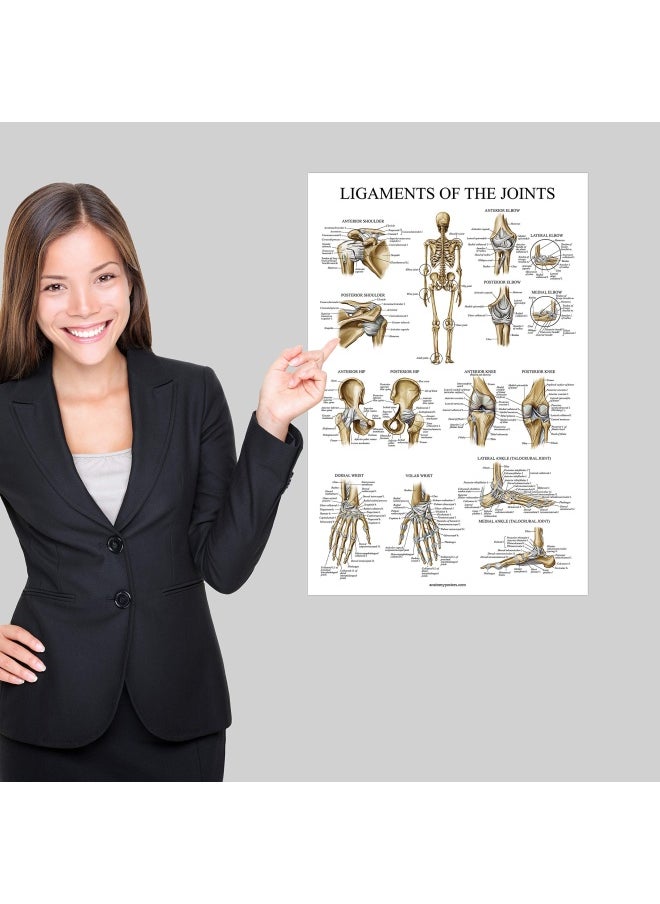 Palace Learning 3 Pack - Muscle Skeleton Ligaments of the Joints Anatomy Poster Set - Muscular and Skeletal System Anatomical Charts - Laminated 18 x 24  - Image 4
