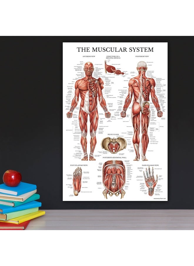 Palace Learning 3 Pack - Muscle Skeleton Ligaments of the Joints Anatomy Poster Set - Muscular and Skeletal System Anatomical Charts - Laminated 18 x 24  - Image 5
