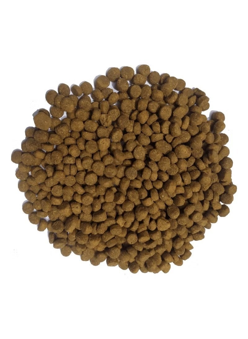 Doodzy Premium Dry Food For Cat 1kg - Image 3