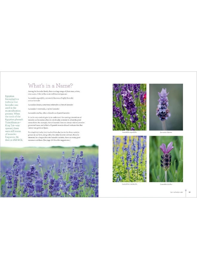 null - The Lavender Companion: Enjoy the Aroma, Flavor, and Health Benefits of Th - Image 1