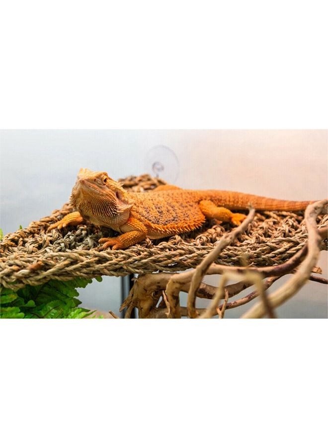 أرجوحة سحلية مثلثة طبيعية، أرجوحة التنين الملتحي، أرجوحة الزواحف، أعلى - Image 5