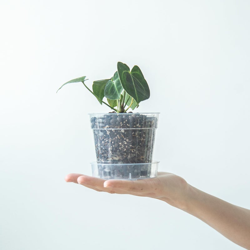 Phoenix Vine 4 Inch Clear Plastic Plant Pot with Drainage Holes, Interlocking & Detachable Tray - Deep Saucer - Durable BPA-Free Plastic, Transparent Design, Raised Base for Airflow, Set of 6, 92-X-A-2 - Image 2
